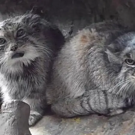 恩賜上野動物園のララーとバヤルの写真