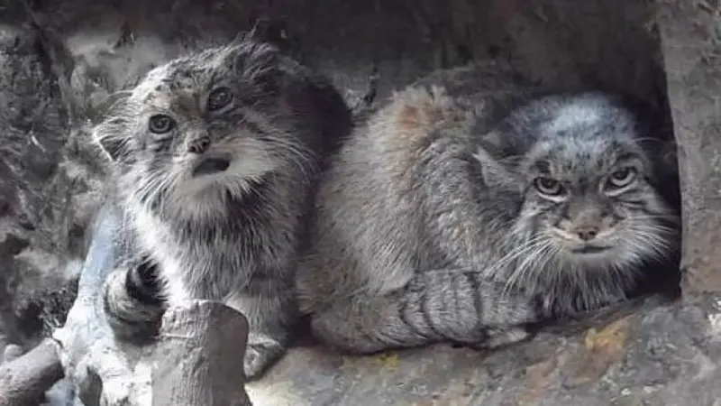 恩賜上野動物園のララーとバヤルの写真