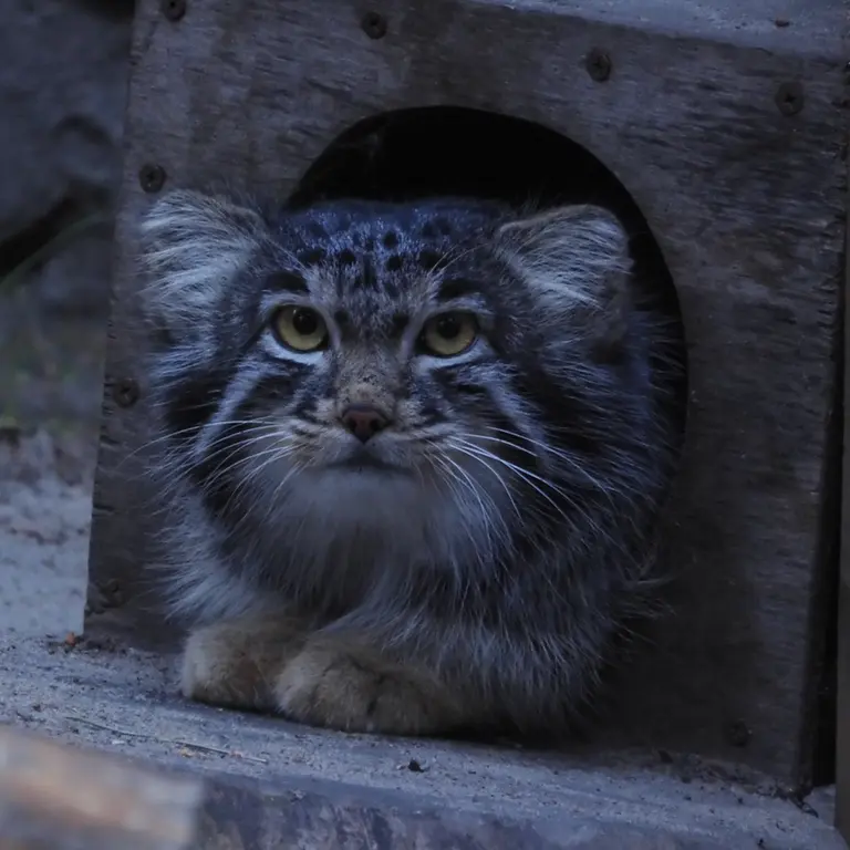 ノヴォシビルスク動物園のメンスの写真