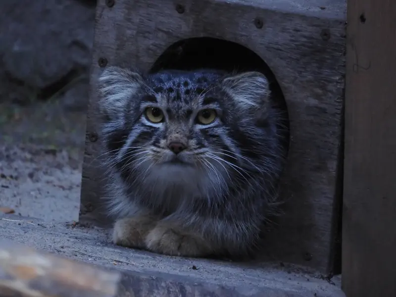 ノヴォシビルスク動物園のメンスの写真