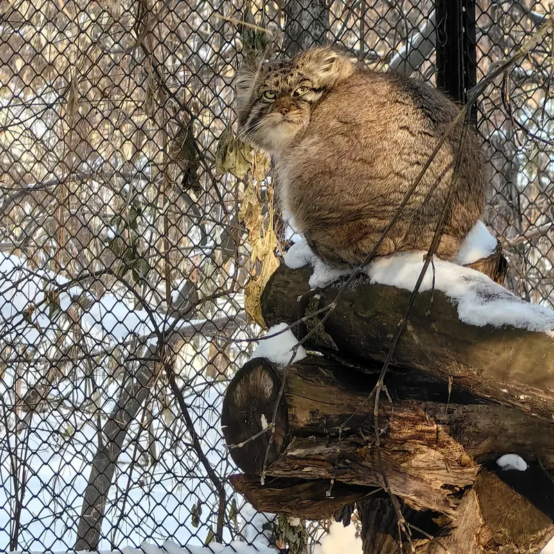 ノヴォシビルスク動物園のジョージの写真