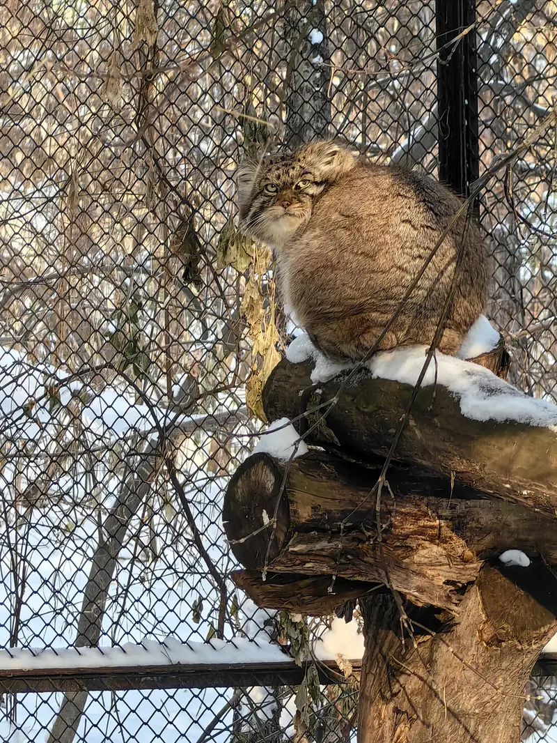 ノヴォシビルスク動物園のジョージの写真