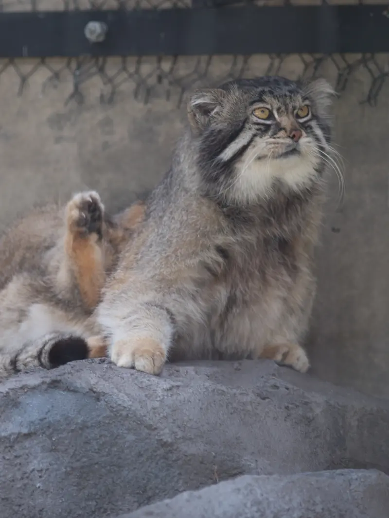 旭山動物園のグルーシャの写真
