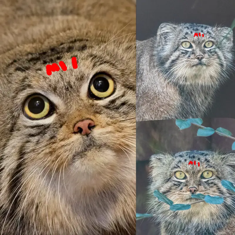 マヌルネコの写真