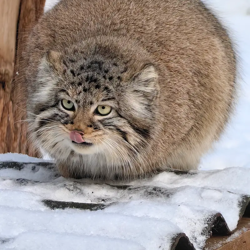 ノヴォシビルスク動物園のゾーシャの写真