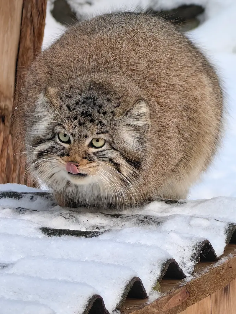 ノヴォシビルスク動物園のゾーシャの写真