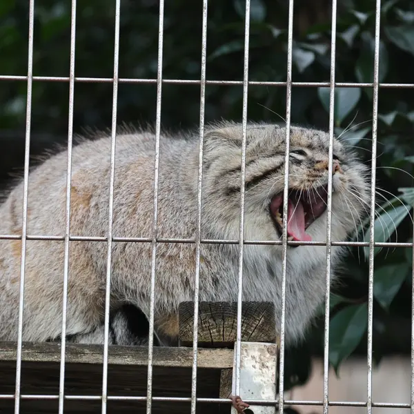 東山動植物園のエルの写真