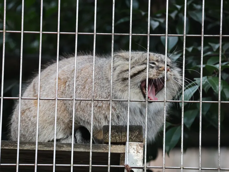 東山動植物園のエルの写真