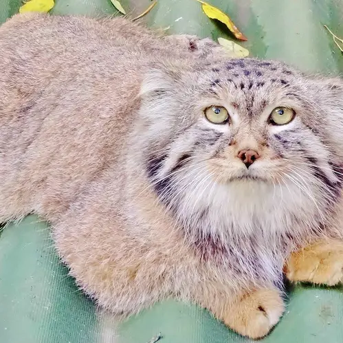 ノヴォシビルスク動物園のハンの写真