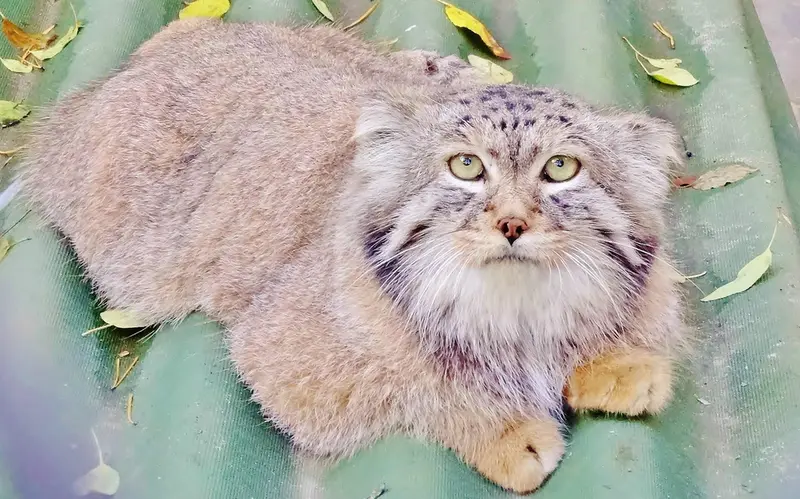 ノヴォシビルスク動物園のハンの写真