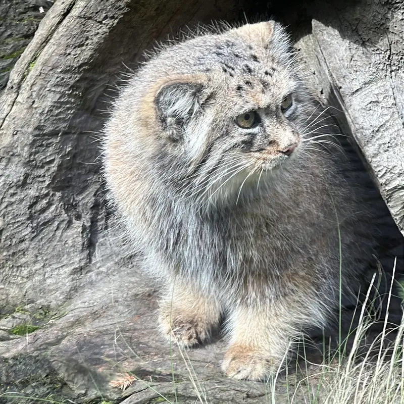 ヴロツワフ動物園のザリナの写真