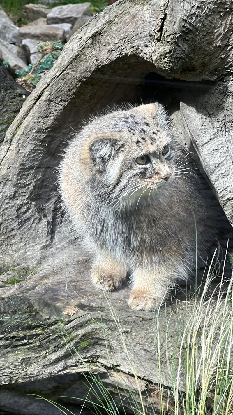 ヴロツワフ動物園のザリナの写真