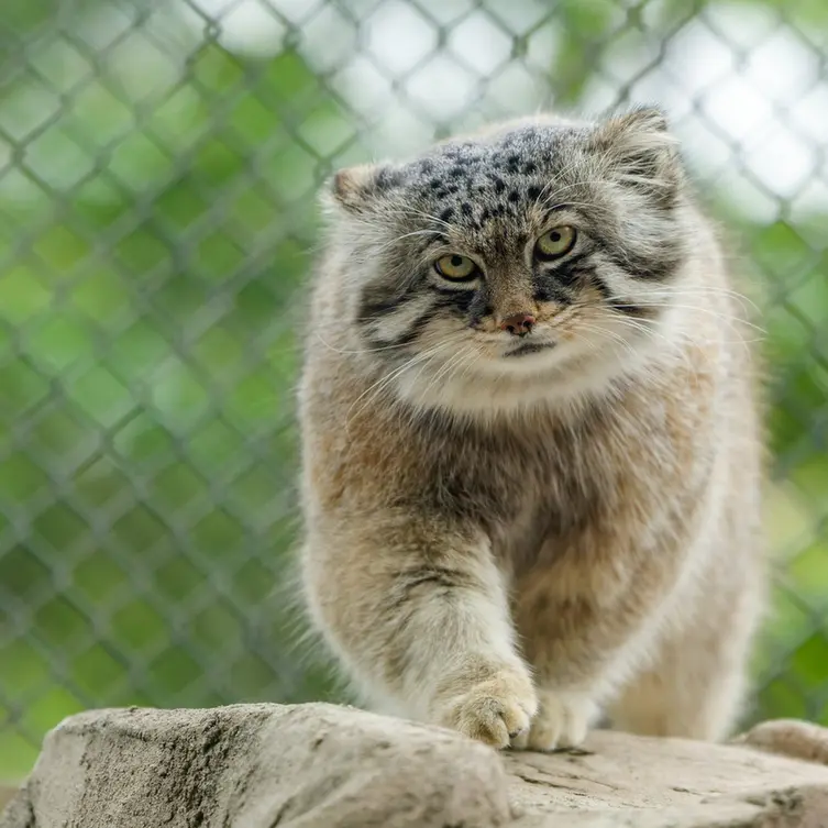 埼玉県こども動物自然公園のロータスの写真