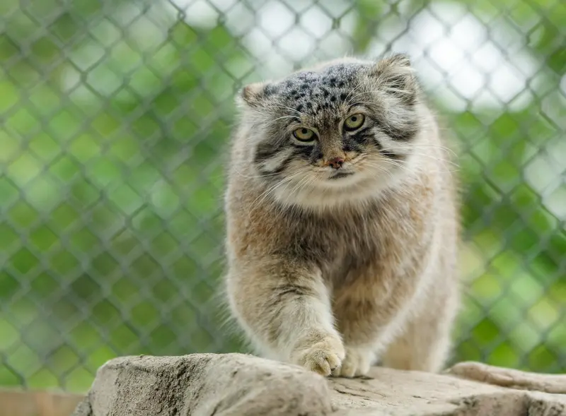 埼玉県こども動物自然公園のロータスの写真