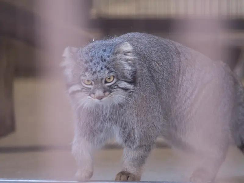 野毛山動物園のフィーガの写真