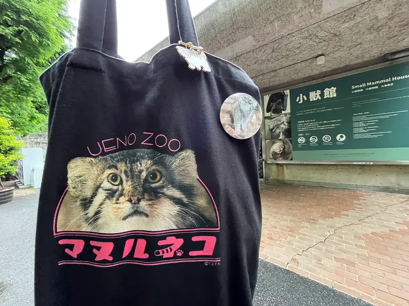 恩賜上野動物園のマヌルネコの写真