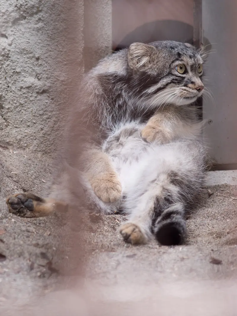 野毛山動物園のフィーガの写真