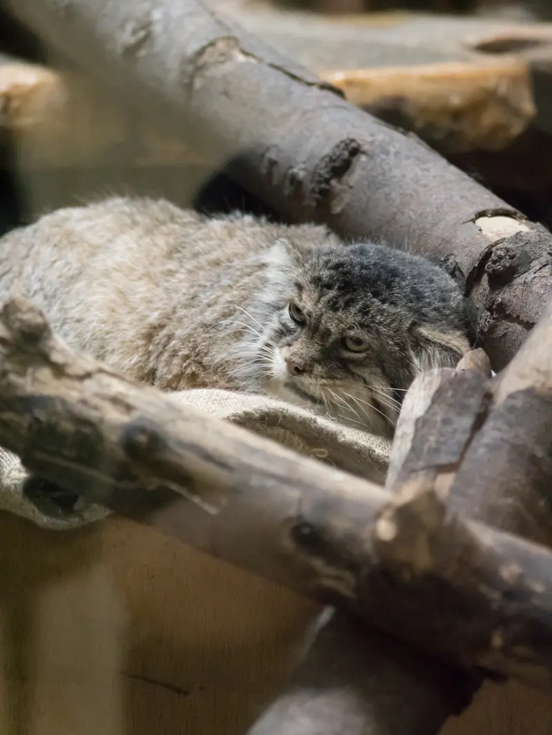 恩賜上野動物園のプリームラの写真