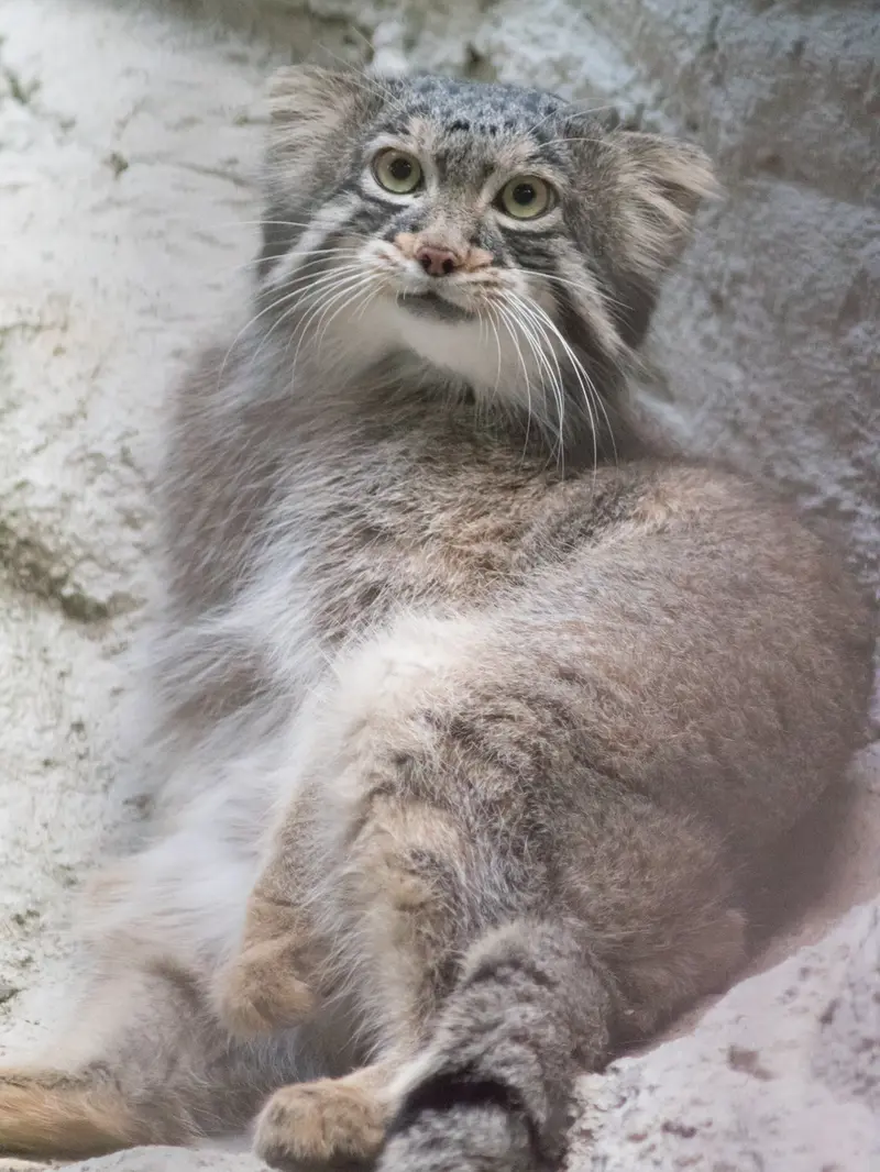 野毛山動物園のフィーガの写真