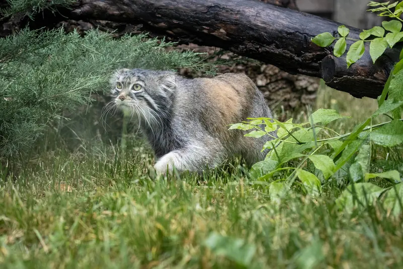 モスクワ動物園のティモフェイの写真