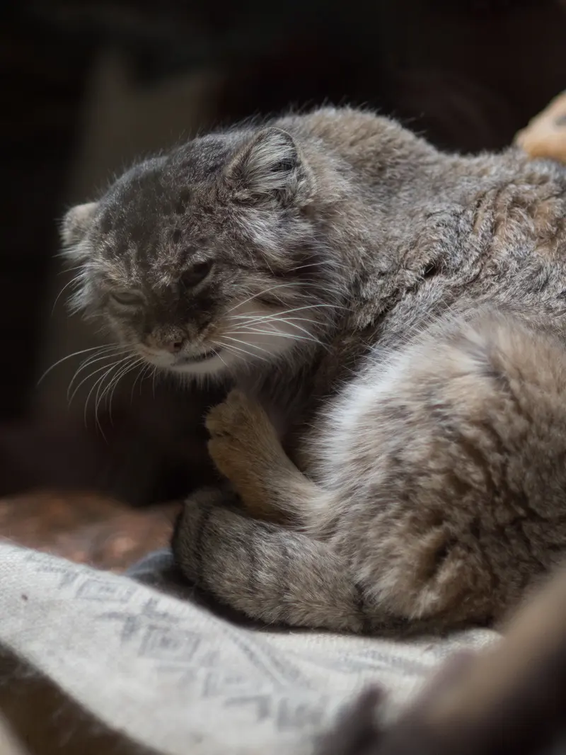 恩賜上野動物園のプリームラの写真