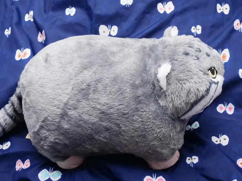 マヌルネコの写真