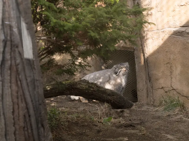 那須どうぶつ王国のナゴムの写真