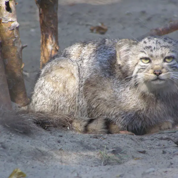 ノヴォシビルスク動物園のマヌルネコの写真