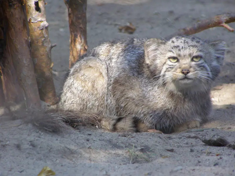 ノヴォシビルスク動物園のマヌルネコの写真