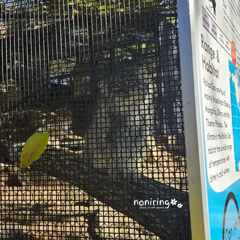 プエブロ動物園のオリーブの写真