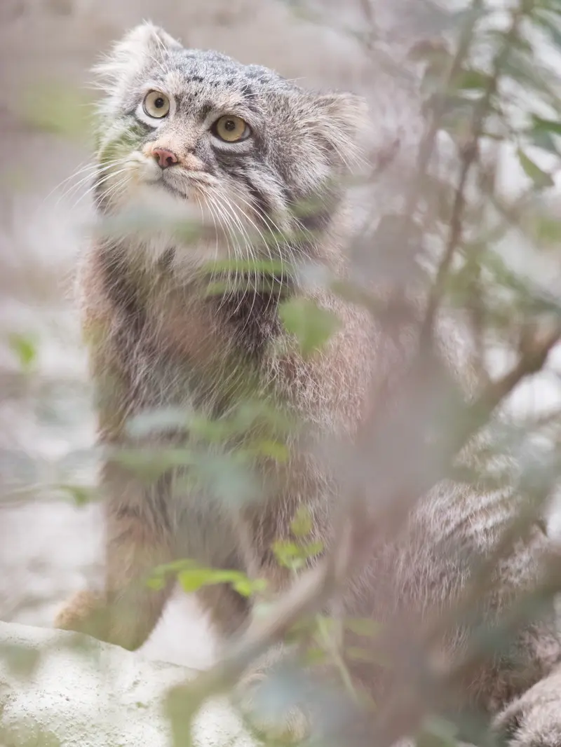 野毛山動物園のフィーガの写真
