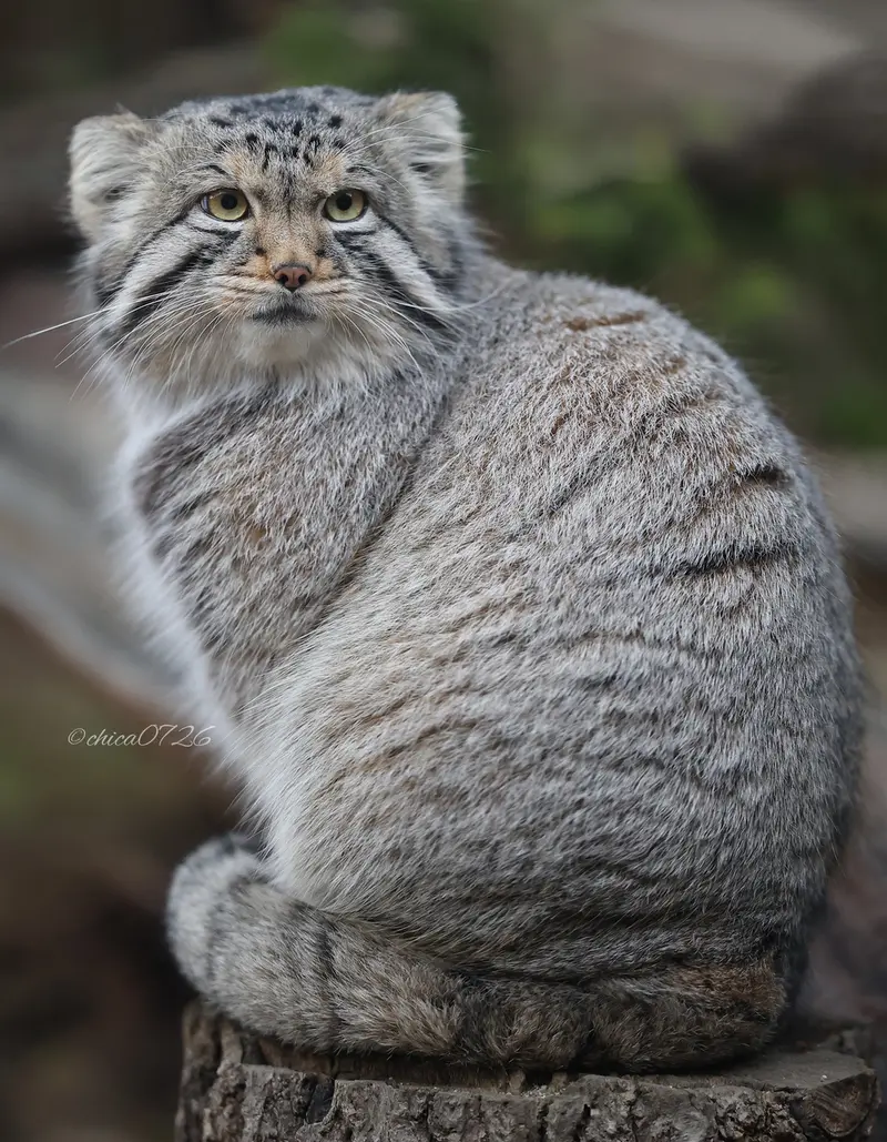那須どうぶつ王国のマヌルネコの写真