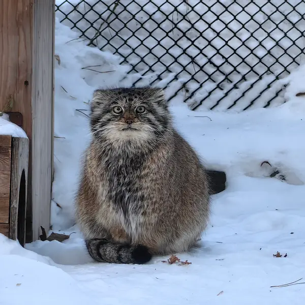ノヴォシビルスク動物園のラストチカの写真