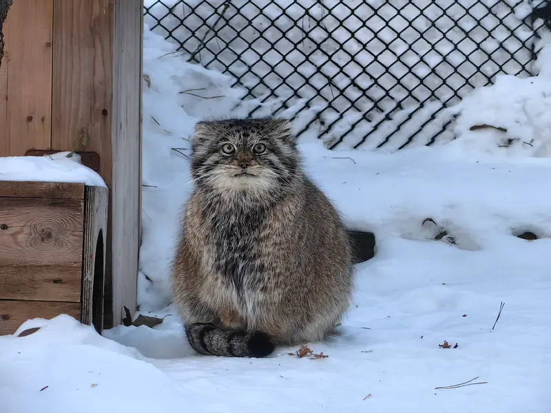 ノヴォシビルスク動物園のラストチカの写真