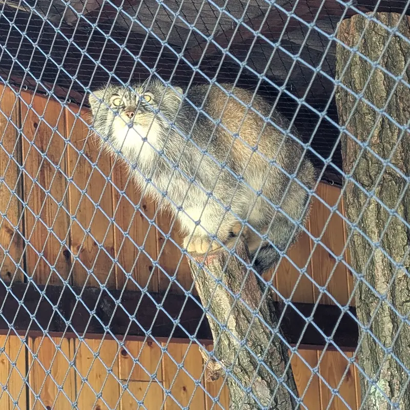 イフラヴァ動物園のマカルーの写真