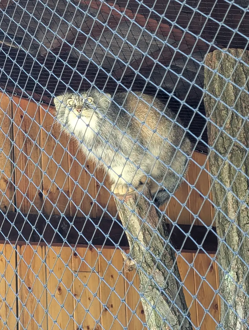 イフラヴァ動物園のマカルーの写真