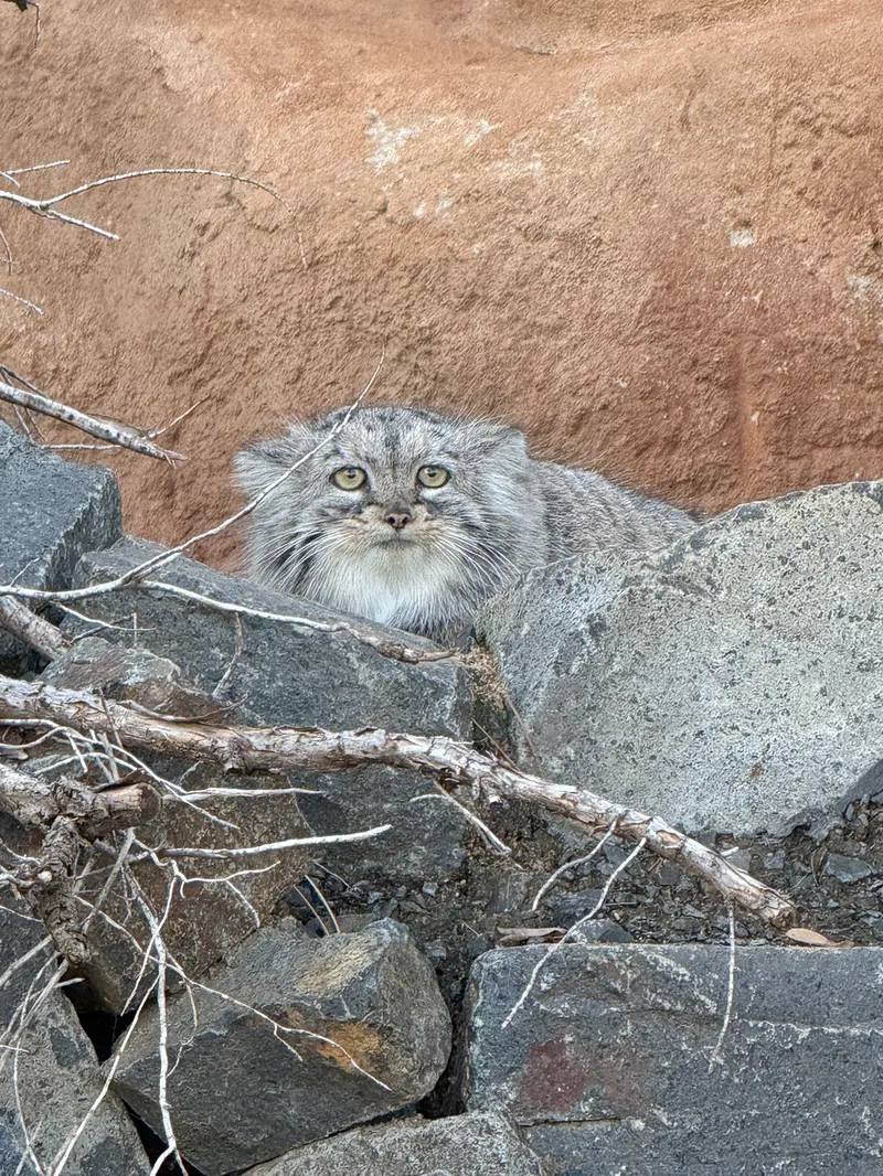 プラハ動物園のプリンセッサの写真