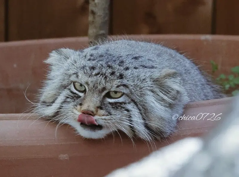 埼玉県こども動物自然公園のロータスの写真
