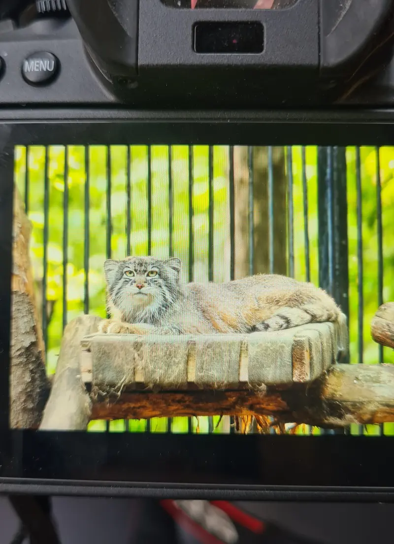 マヌルネコの写真
