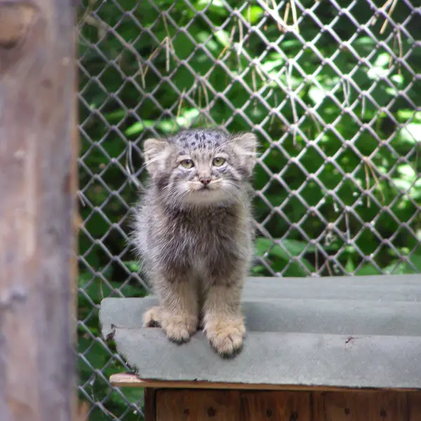 ノヴォシビルスク動物園のマヌルネコの写真