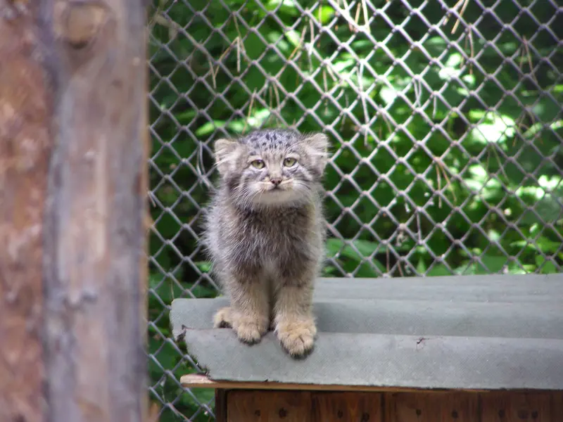 ノヴォシビルスク動物園のマヌルネコの写真