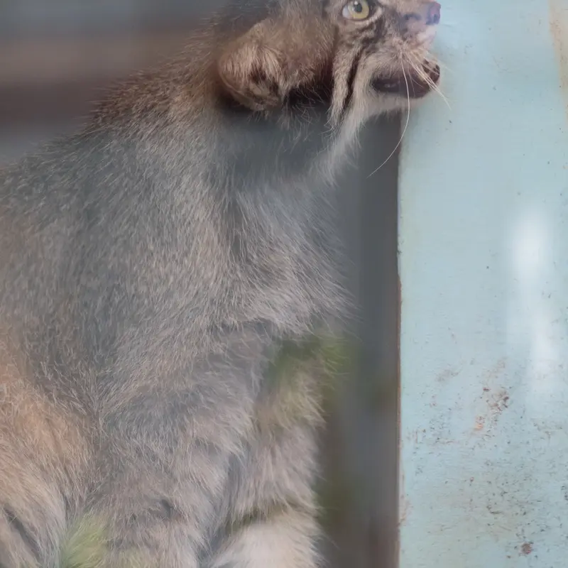神戸市立王子動物園のイーリスの写真