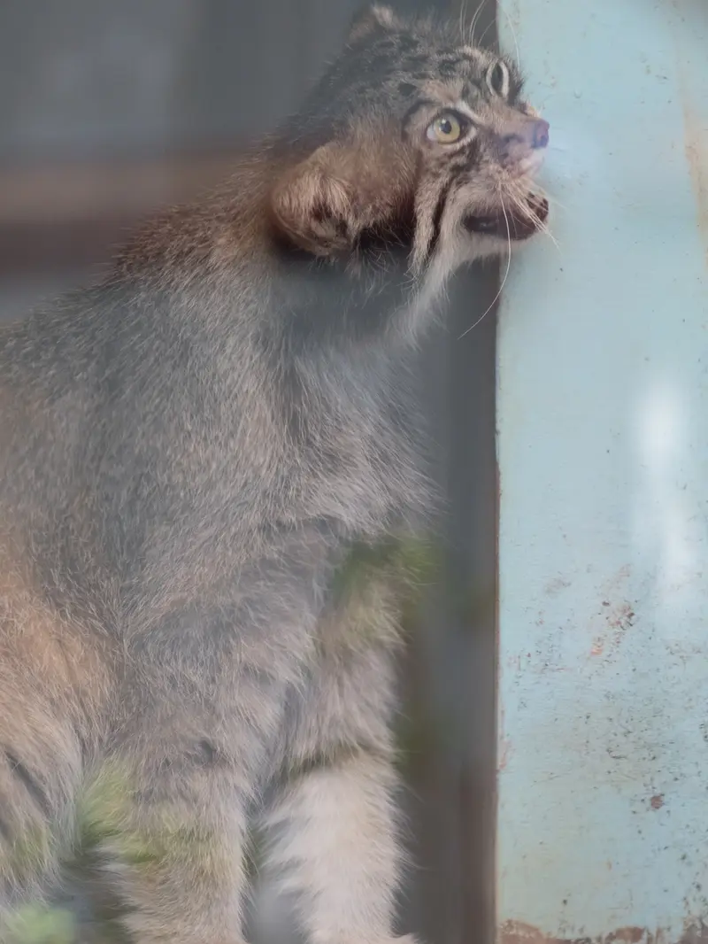 神戸市立王子動物園のイーリスの写真