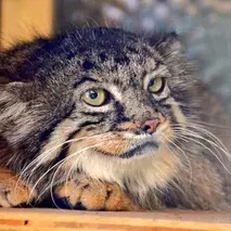 埼玉県こども動物自然公園のタビーの写真