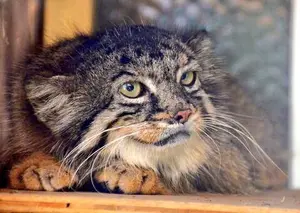 埼玉県こども動物自然公園のタビーの写真
