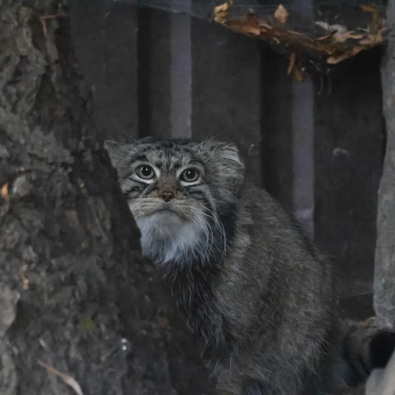モスクワ動物園のティモフェイの写真
