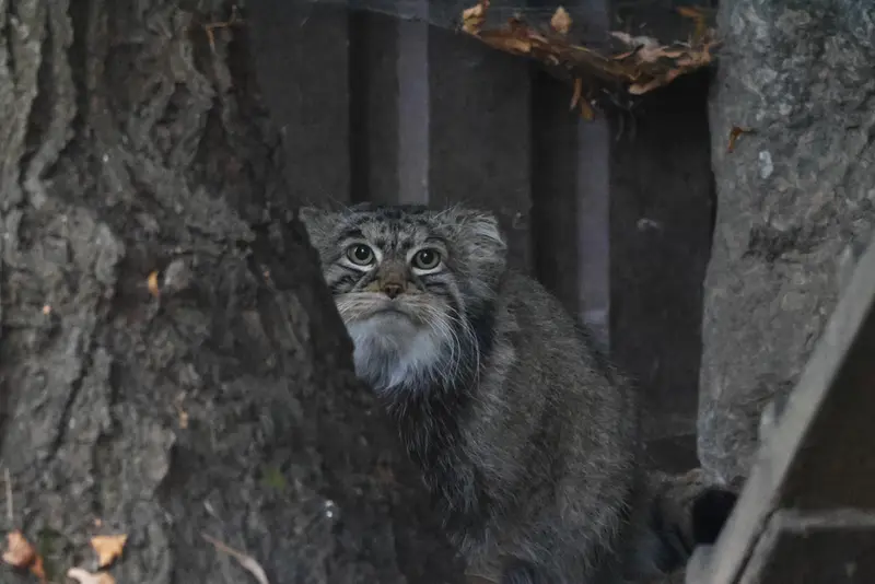 モスクワ動物園のティモフェイの写真