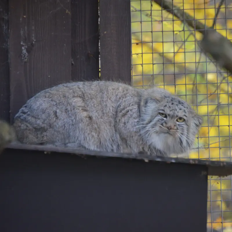 コシツェ動物園のアイセンの写真
