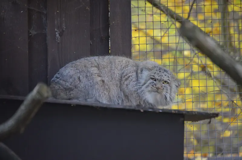 コシツェ動物園のアイセンの写真