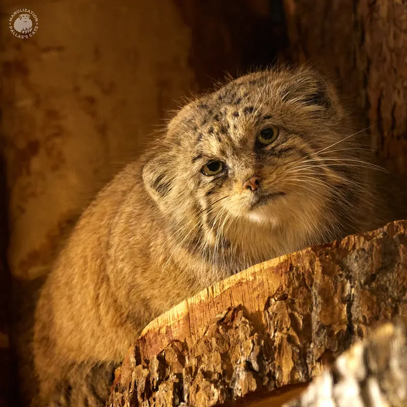 レニングラード動物園のナミカの写真